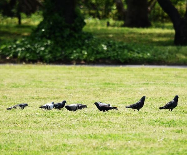 鳩がベランダに住み着いた まずは被害の状況を確認しよう 生活110番