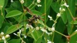 蜂の巣ができやすい家の特徴とは？蜂が住まないためにできること 