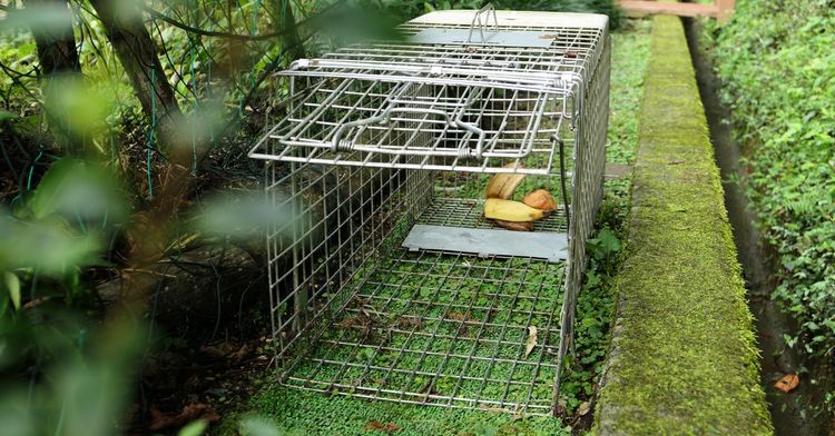 害獣捕獲用の罠の設置は免許が必要！取得条件や試験内容まで解説 