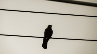 役に立つカラス撃退グッズを紹介 習性を理解して効果的な対策を 生活110番