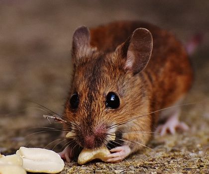 ネズミ チーズ好きは本当 意外な食性とは 生活110番